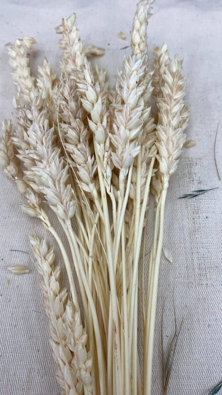 1D8CD83B-B1E9-466C-9454-29760DF27D60-scaled תמונה של הפרחים המיובשים והמוצרים הטבעיים שלנו