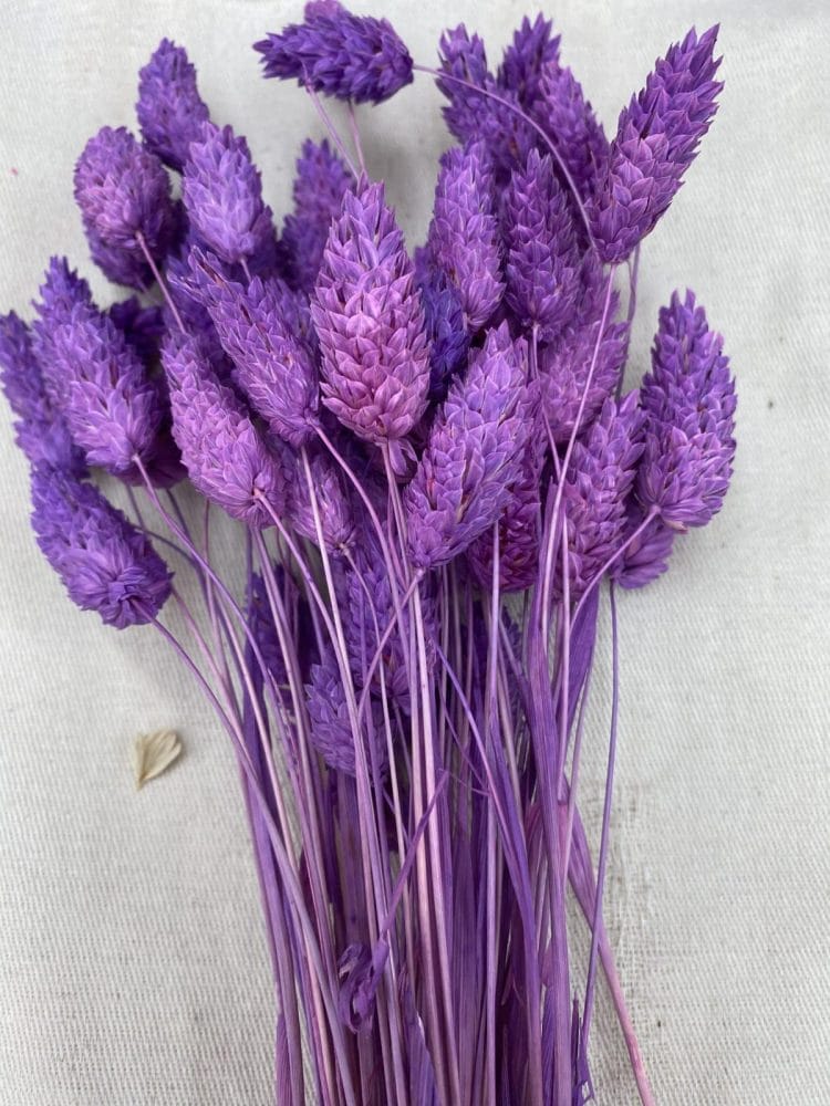 7F004A65-27E9-4631-88FC-758BA9F7C546-scaled תמונה של הפרחים המיובשים והמוצרים הטבעיים שלנו