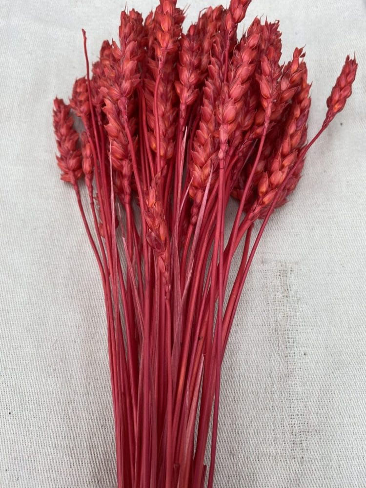 E8937C3E-8215-4B75-90B3-61DCDDD2BFD0-scaled תמונה של הפרחים המיובשים והמוצרים הטבעיים שלנו